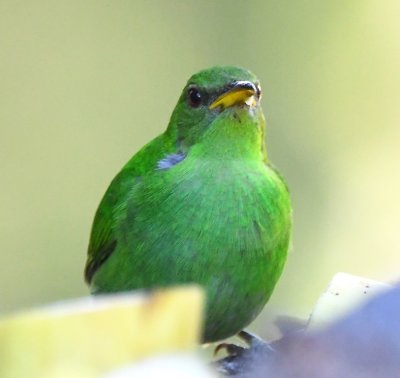 Female Green Honeycreeper