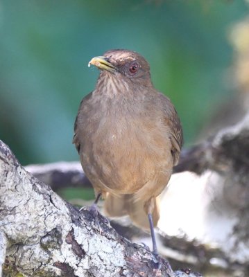 Clay-colored Sparrow