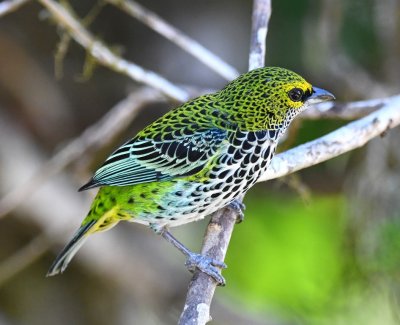 Speckled Tanager