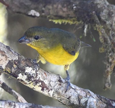 Female Thick-billed Euphonia