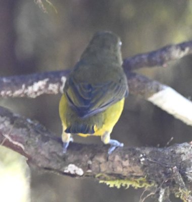 Back view of the female Thick-billed Euphonia