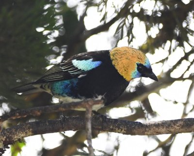 Golden-hooded Tanager
