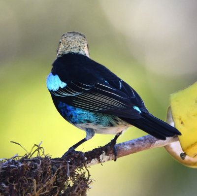 Back view of the Golden-hooded Tanager