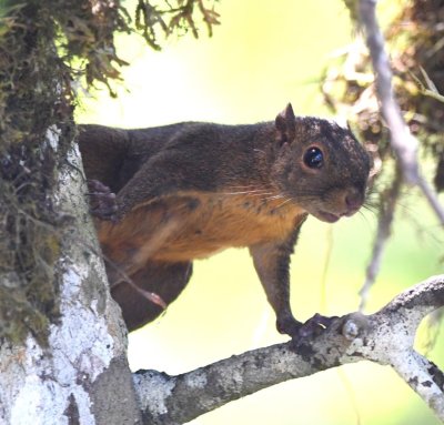 When this guy showed up, Chito started hollering Banana thief!