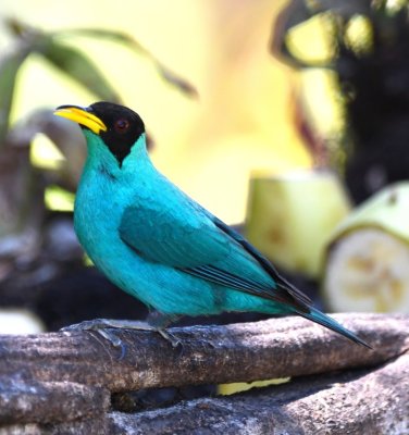 Male Green Honeycreeper