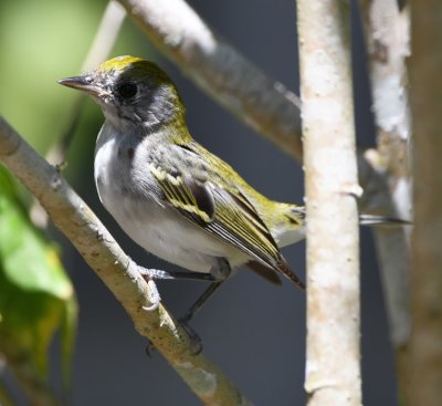 Chestnut-sided Warbler