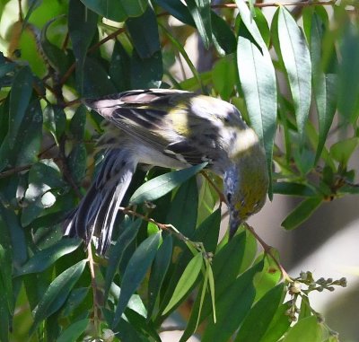 Chestnut-sided Warbler