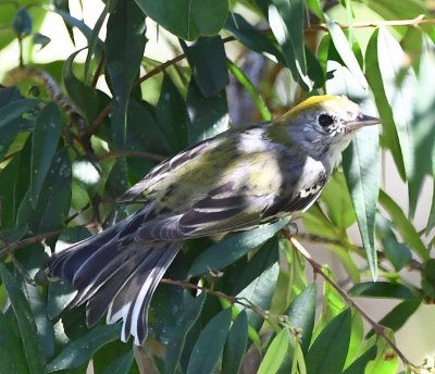 Chestnut-sided Warbler