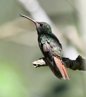 Rufous-tailed Hummingbird