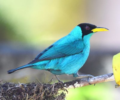 Male Green Honeycreeper