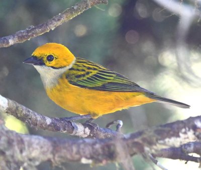 Silver-throated Tanager