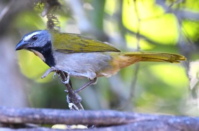 Following our settling into our rooms after lunch, we went back to the patio where this Buff-throated Saltator was eyeing the feeder.