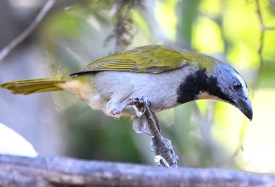 Buff-throated Saltator at Las Cruces Biological Station, Costa Rica