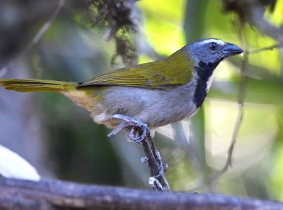 Buff-throated Saltator