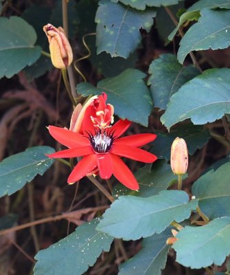Passionflower