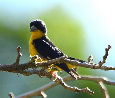 Lesser Goldfinch