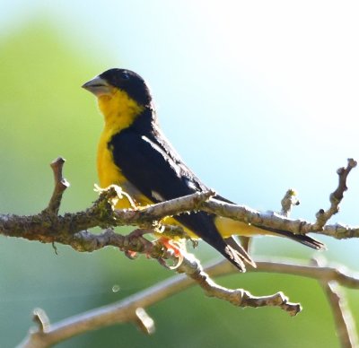 Lesser Goldfinch