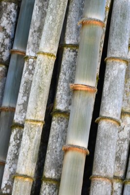 Closer look at the patterns in the bamboo