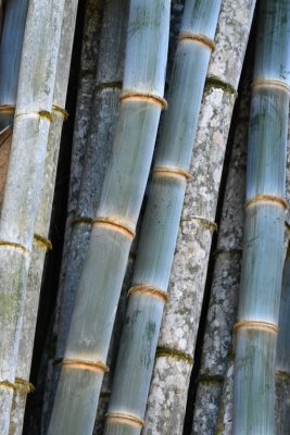 More bamboo