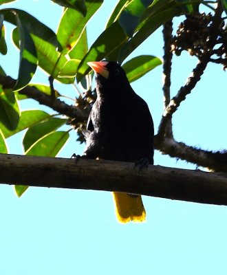 A Crested Oropendola flew into the trees near us.