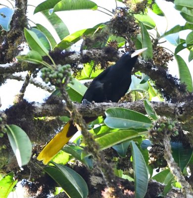 Crested Oropendola, Las Cruces Biological Station, CR
