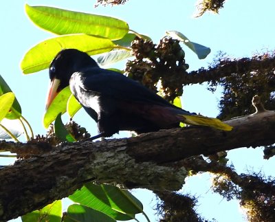 Crested Oropendola