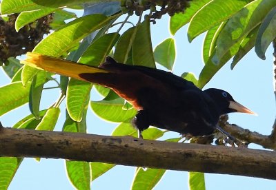 Crested Oropendola