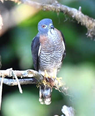 We had seen this Double-toothed Kite at the far edge of the clearing, but then it flew into a Cecropia tree just below the tower, where we got excellent views of it.