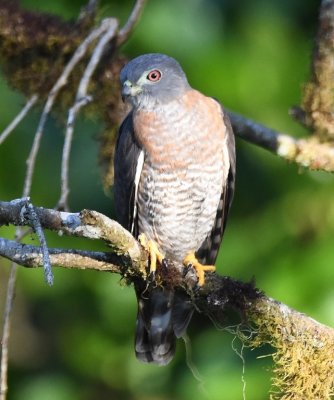 The Double-toothed Kite was clearly looking around for a meal while we watched.