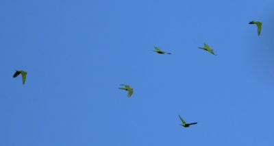 Crimson-fronted Parakeets