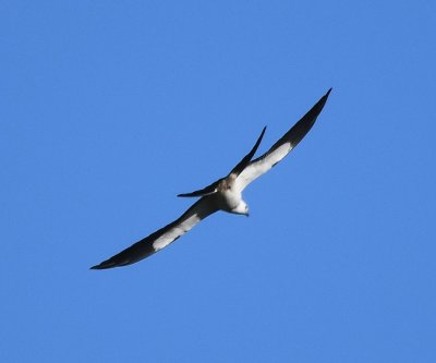 Swallow-tailed Kite