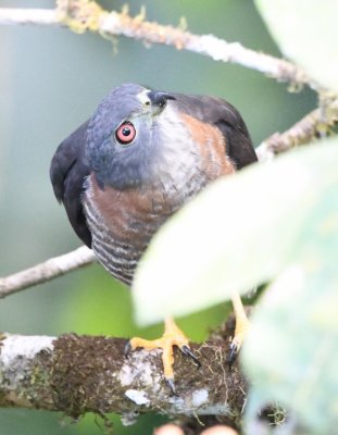 The Double-toothed Kite flew farther into trees, looking around, even closer to the tower.