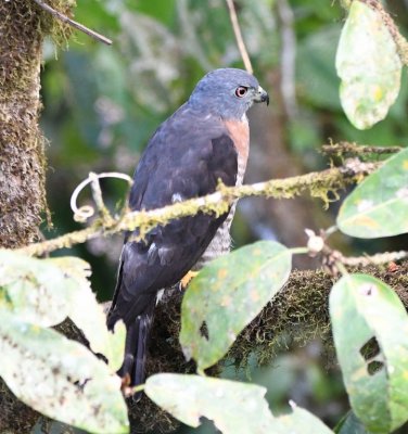 Double-toothed Kite