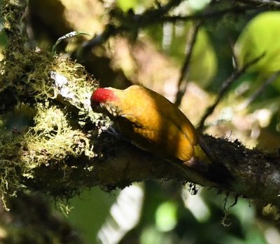 After we came down from the tower and started back along the trail, we saw this Golden-olive Woodpecker.