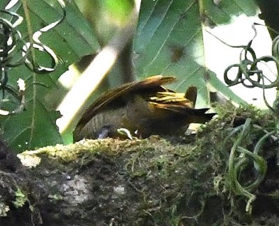 Side view of the body of the Golden-olive Woodpecker