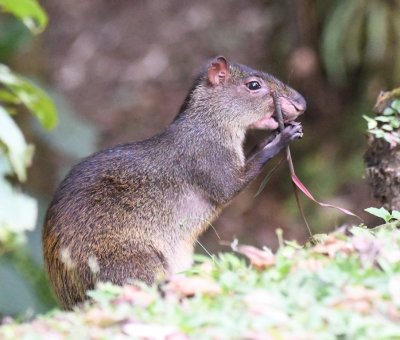 Farther along the trail, this Agouti was eating a tender morsel.