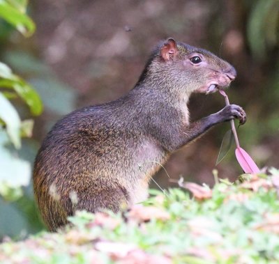 Agouti, with a plant stem