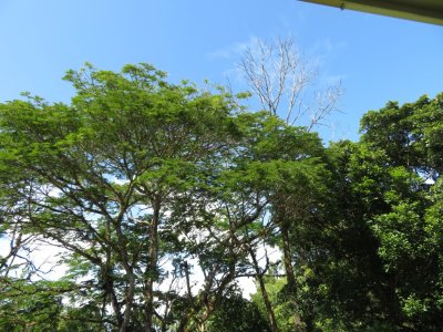 SW Costa Rica Trip, Feb 17, 2020, Day 4