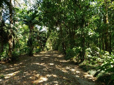 Looking back at the road into the Finca Cántaros property