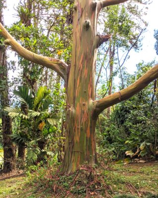 Rainbow Eucalyptus tree