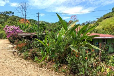 There were houses along the road and this one had lots of interesting plants around it.