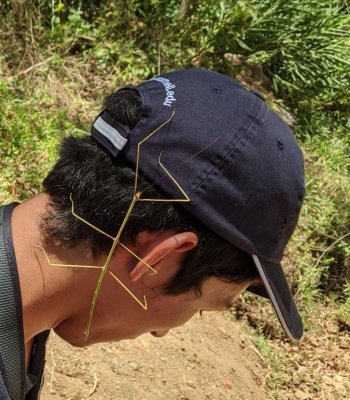 Giant walkingstick, on Carlos' head