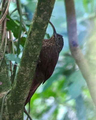 This Brown-billed Scythebill was in the trees away from the road.
Digiscope photo taken by Chito Motina, using his Leica spotting scope and my Pixel phone camera