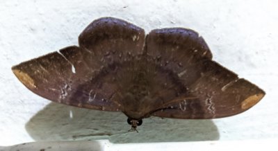This moth was on the wall of the dining hall after we went through our checklist of birds for the day and I saw it on the way back to our room for the night.