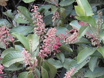 Close-up of the flowering plant