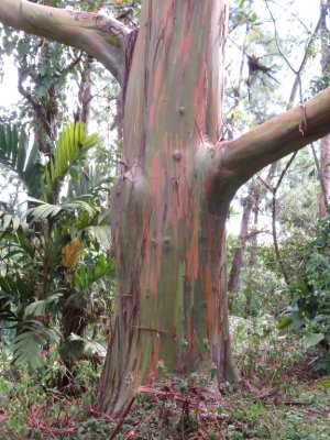 Mary's photo of the Rainbow Eucalyptus tree