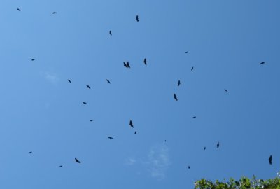 Kettle of Black Vultures