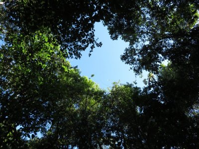 The sky through the canopy above us