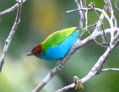 Bay-headed Tanager
