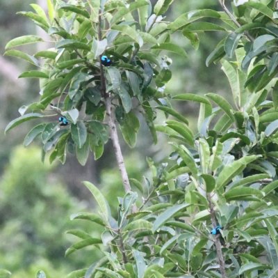 Several male Scarlet-thighed Dacnises appeared in the trees at a distance from the tower.